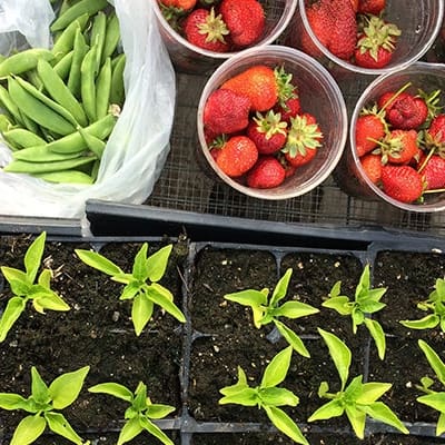 real food farms